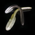 thumbnail image 4 of Naiovety 10 Uds. De cebos blandos, señuelo de pesca de Anguila de PVC pequeño, aparejos vívidos, accesorios para peces, equipo de bagre de Pescar Oro, 4 of 6