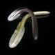 thumbnail image 3 of Naiovety 10 Uds. De cebos blandos, señuelo de pesca de Anguila de PVC pequeño, aparejos vívidos, accesorios para peces, equipo de bagre de Pescar Plata, 3 of 6