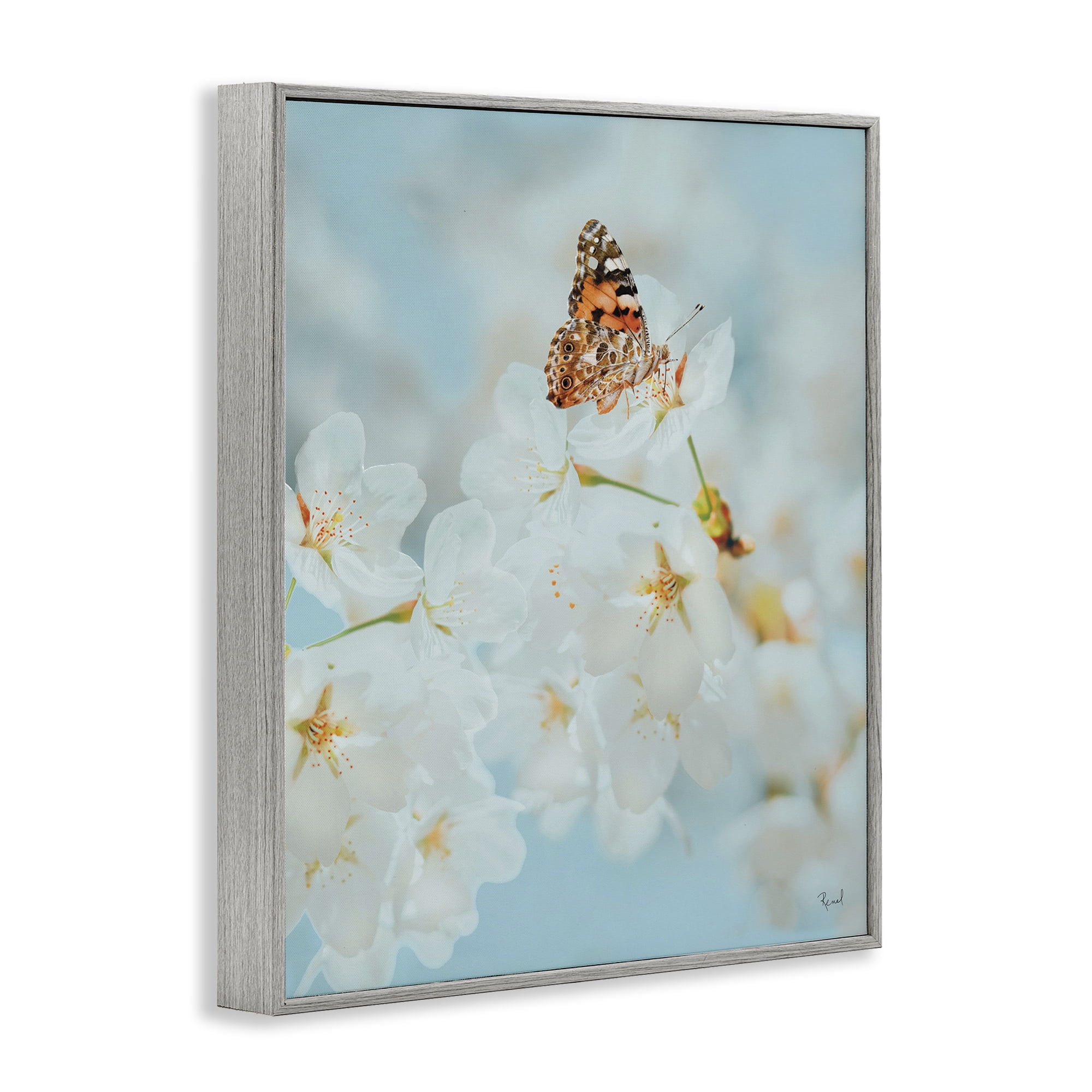 Stupell Industries Pale Blossoms & Butterfly Animals & Insects Photography Gray Framed Art Print Wall Art, 11 x 14