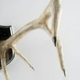 thumbnail image 3 of Mercana Sika I Natural Off White Finish set of Resin Replica Deer Antlers, 3 of 3