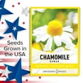 thumbnail image 5 of Roman Chamomile Seeds, 5 of 7