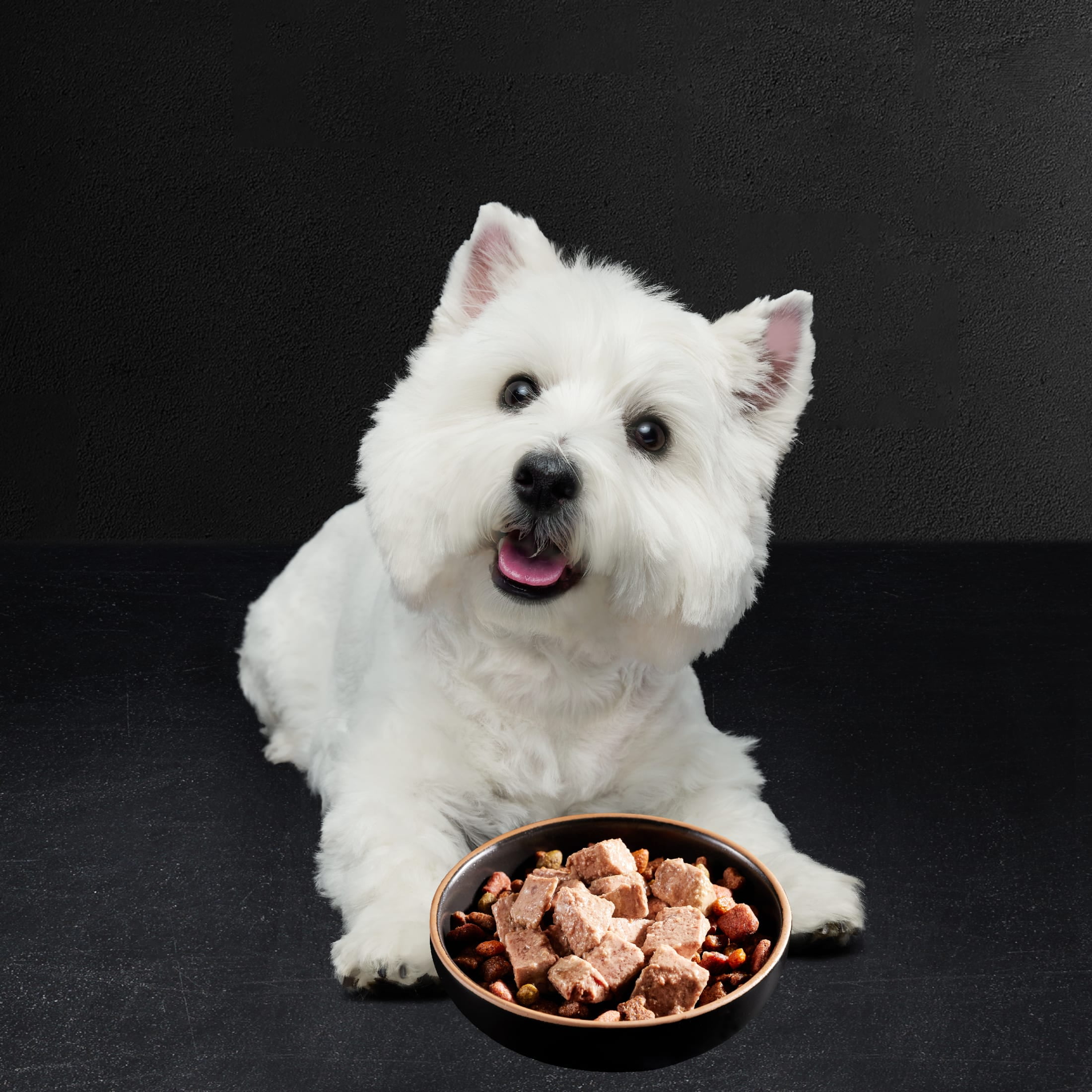 Westie Dog Food Westie Puppy Feeding Guide Dry Dog What Kind Of