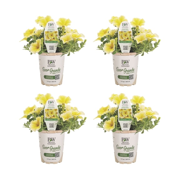 Proven Winners 4" Yellow Supertunia Saffron Finch Petunia Live Plant in 4.25" Pot (4 Count)