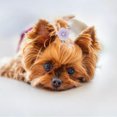 thumbnail image 4 of Pet Head Flower, 28Pcs Elastic DIY Pet Head Flower Rubber Band Adjustable  For Pets, 4 of 8
