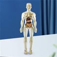 thumbnail image 4 of 3D Human Body Torso Model For Kid Anatomy Model Skeleton New Human Body Model Removable Parts Education Model Educational Science Kit Toy Anatomy Sets For Kids And Teens, 4 of 9