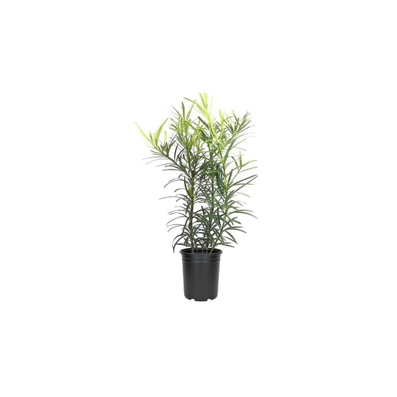 Podocarpus Macrophyllus - 12 Live Plants - 4" Pots Japanese Yew Live Plants Evergreen Privacy Hedge