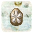 thumbnail image 1 of Carolines Treasures SB3027FC Sand Dollar Foam Coasters - Set Of 4- 3.5 x 3.5 In., 1 of 1