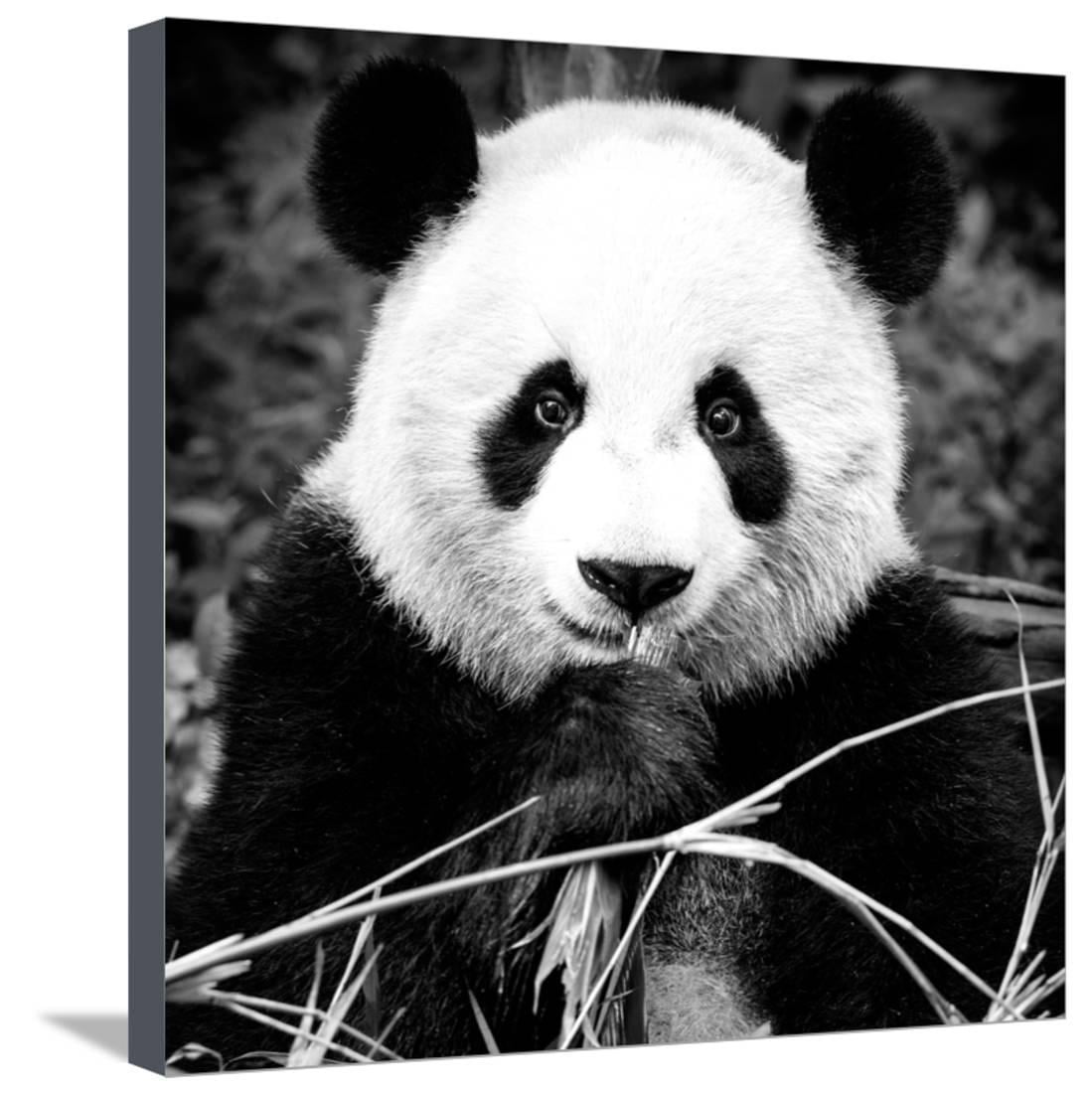 China 10MKm2 Collection - Giant Panda Stretched Canvas Print Wall Art ...