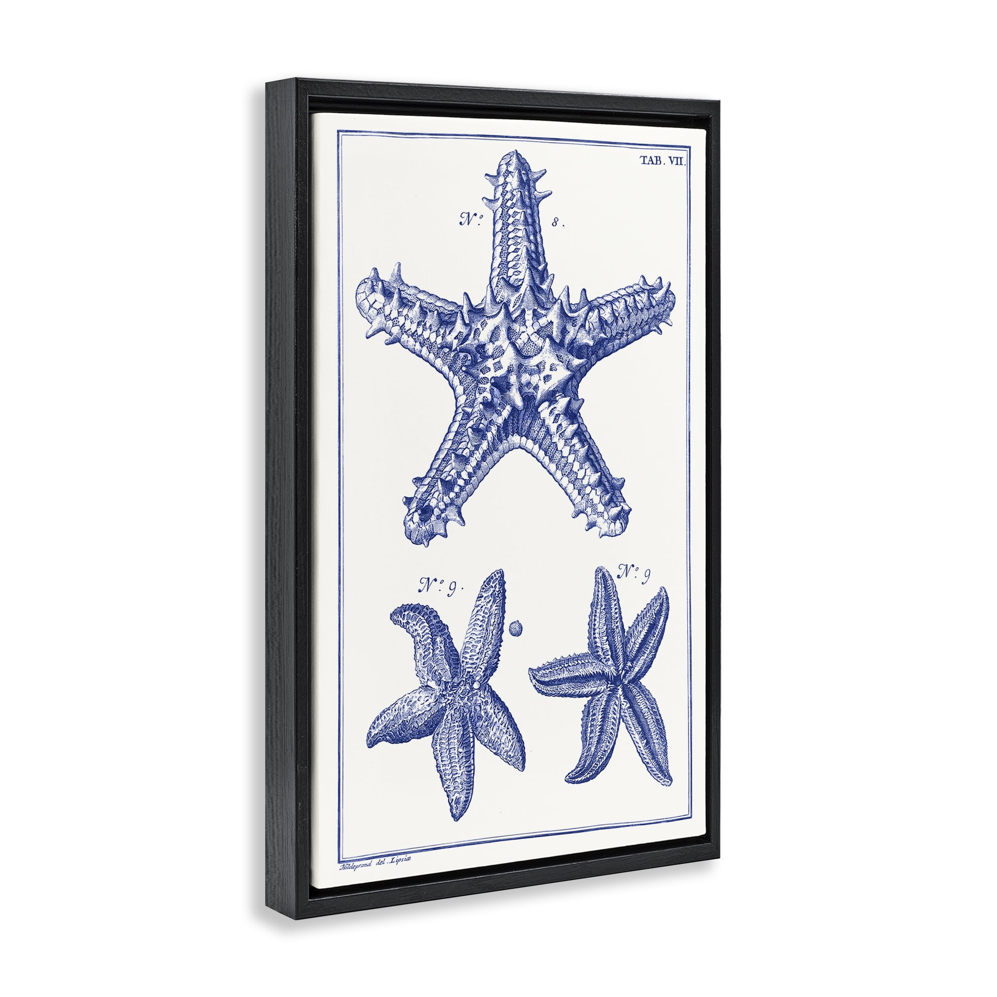 Stupell Industries Blue Starfish Diagrams Animals & Insects Painting Black Floater Framed Canvas Art Print Wall Art, 21 x 31
