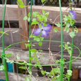 thumbnail image 4 of HLONK Plant Support 18 Inch Plastic Wrapped Tomato Cages for Climbing Plants 2 Pack, 4 of 9