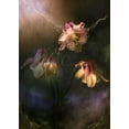 thumbnail image 2 of Zvinakeviciute, Kristina 18x24 Black Ornate Wood Framed with Double Matting Museum Art Print Titled - Common Columbine, 2 of 4
