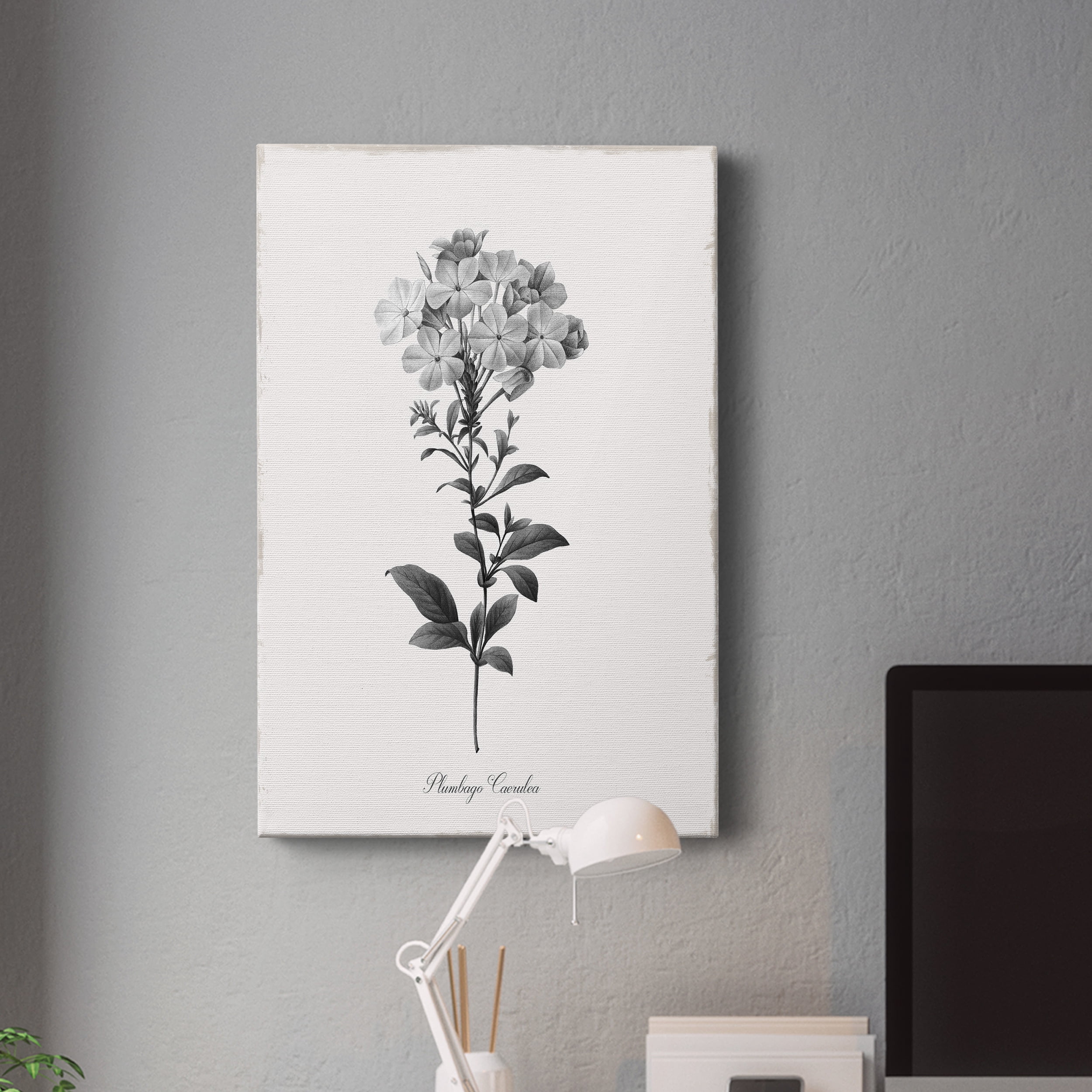 Simply Cape Leadwort Premium Gallery Wrapped Canvas - Ready to Hang - 18 x 27