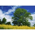 thumbnail image 2 of Posterazzi  Clonmel County Tipperary Ireland - Field of Rapeseed Poster Print by Richard Cummins - 36 x 24 - Large, 2 of 4