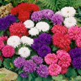 thumbnail image 1 of shiyou-- 100+ Aster Nain - Mélange de Fleurs, 1 of 4