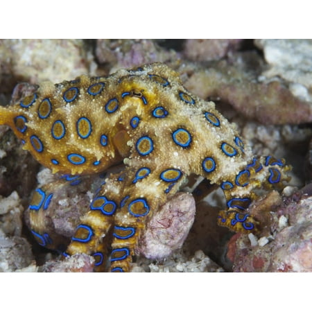 Greater Blue-Ringed Octopus (Hapalochlaena Lunulata) a Small But Highly Venomous Species Print Wall Art By Christopher