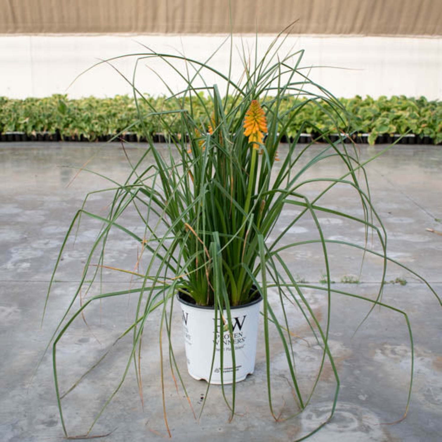 Proven Winners 6" Pyromania 'Orange Blaze' Red Hot Poker Live Plant in 7.5" Pot