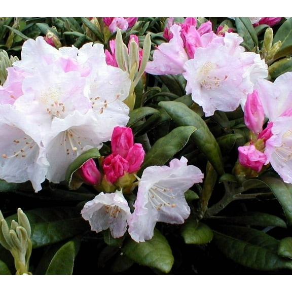 Yaku Princess Rhododendron - Live Plant - ( 2.5 QT ) - Evergreen