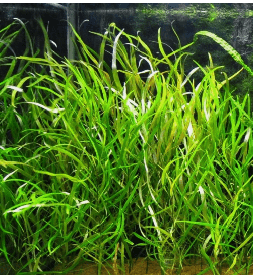 Hygrophila Angustifolia – Easy Live Freshwater Aquarium Plant for Fish Tanks