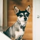 thumbnail image 5 of 2 collares para gatos y perros, accesorios para mascotas, collares para gatitos y cachorros., 5 of 7