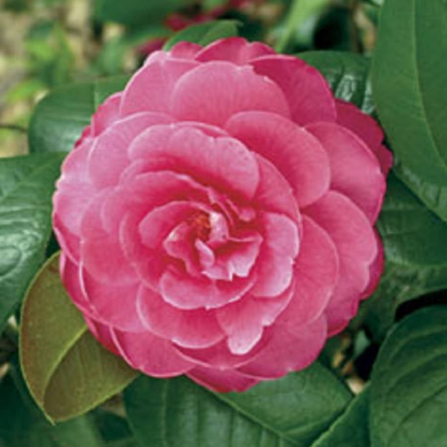 3 (2.4 Gal) Edithae Camellia Evergreen Flowering Shrub with Dark
