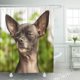 thumbnail image 1 of Cabeza Marrón Chihuahua Ojos Cerrados Verde Adorable Camara Canina Cortina Ducha 160x180 cm ABPHQTO, 1 of 1