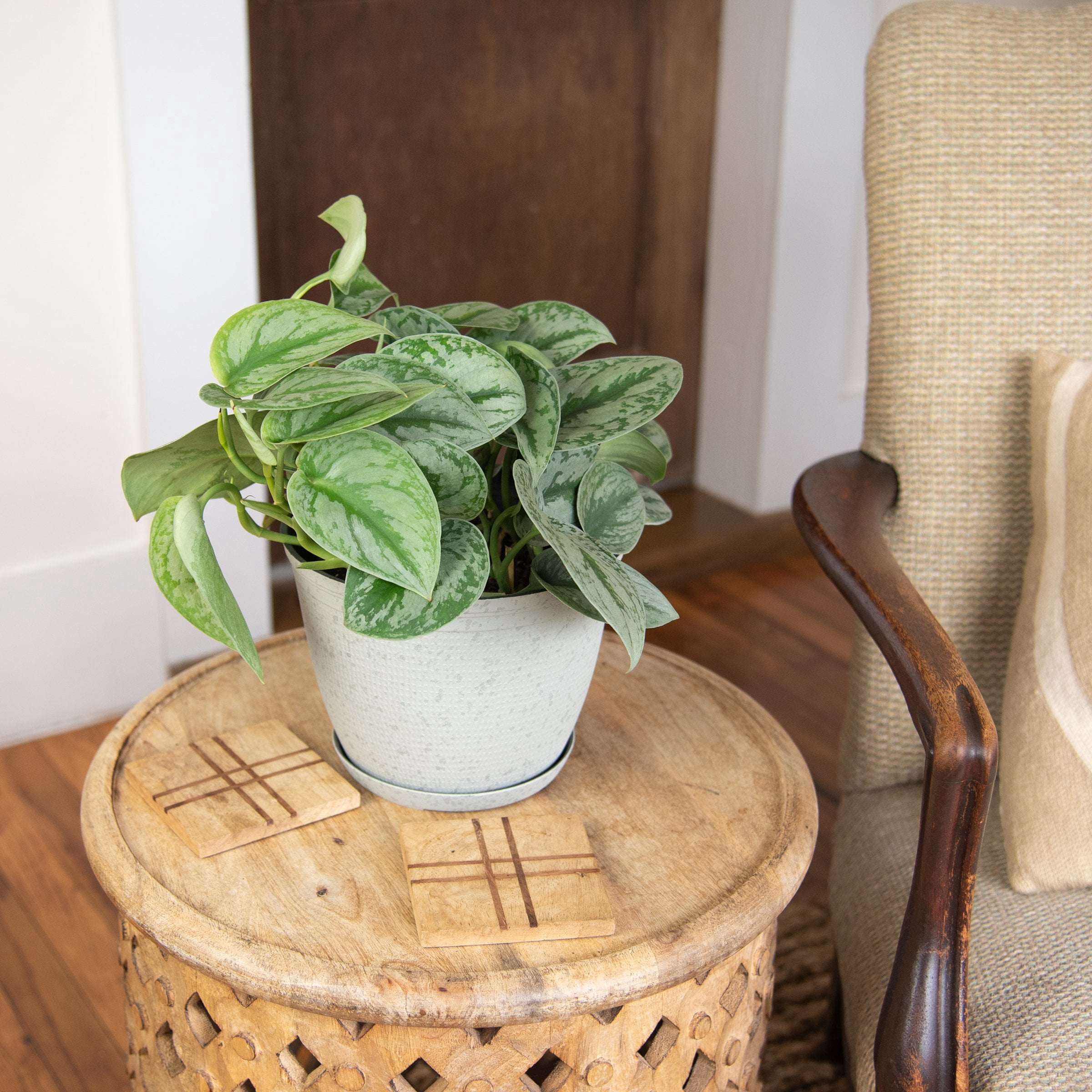6 in. Pothos Silver Satin Plant in Grower Container