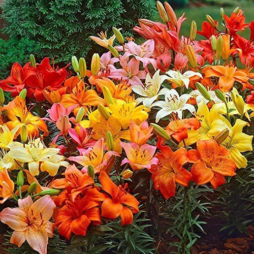 10 Pack Asiatic Lilies Mix/ Freshly Dug Perennial Lily Flower Bulbs