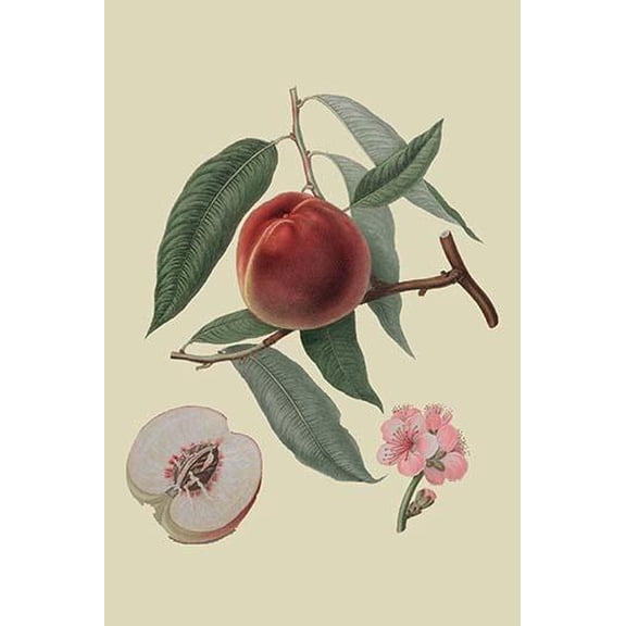 Neal's Early Purple Peach-Fine Art Canvas Print (20" x 30")