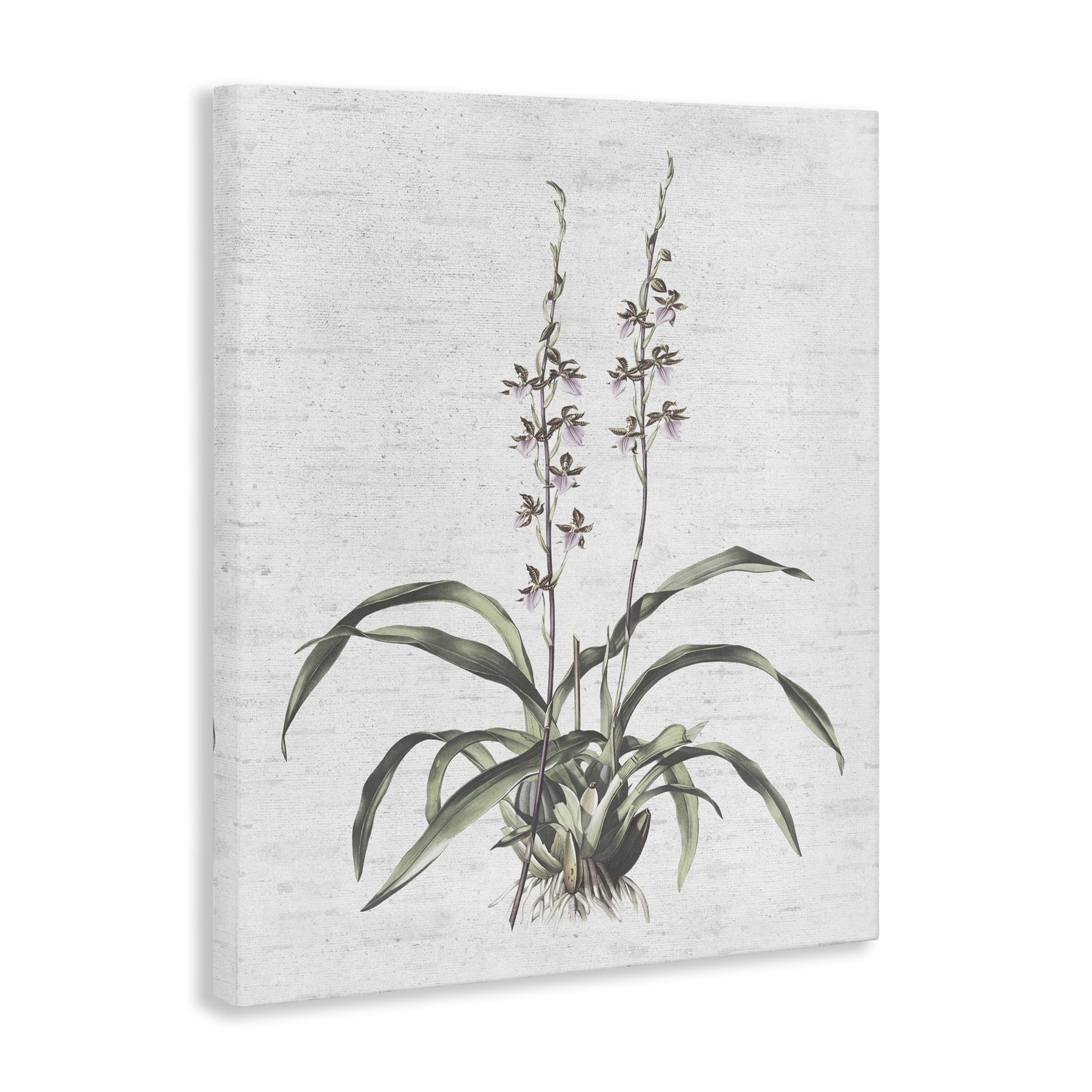Stupell Industries Blooming Herb Bud Botanical & Floral Painting Gallery Wrapped Canvas Art Print Wall Art, 16 x 20