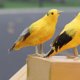 thumbnail image 4 of Adorno de animales con plumas artificiales para jardín, simulación de pájaro Oriole, modelo artístico, decoración al aire libre, 4 of 15