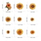 thumbnail image 3 of 20 parches bordados para planchar con flores, parches para coser de girasol, parches adhesivos con apliques bordados de mariposas y pájaros, 3 of 5