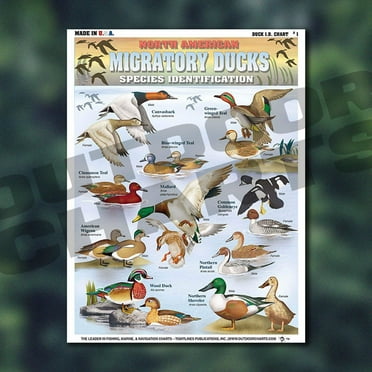 Duck Identification Chart #1 (North American Migratory Ducks)