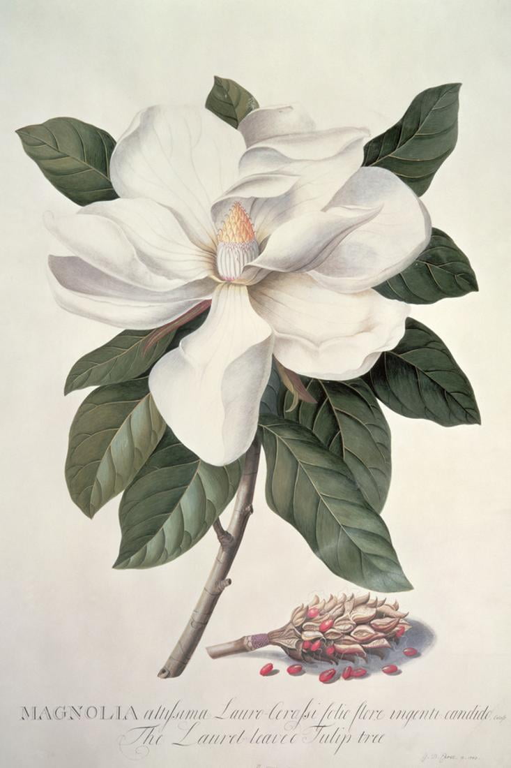 Canvas Magnolia Print Ladybug Flowers Flowers
