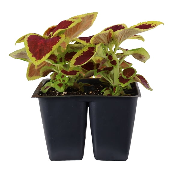 Expert Gardener 6" Red Bicolor Coleus Live Plants in 3" Grower Pot Partial Sun 4 Pack