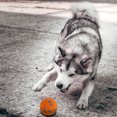 thumbnail image 2 of Pelotas de juguete Grusce para perros, 3 unidades, pelotas de tenis para perros, masticables agresivos, juguetes para perros, pelotas masticables ligeras y elásticas, juguete de agua para, 2 of 5