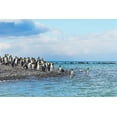 thumbnail image 2 of Su, Keren 32x23 Black Ornate Wood Framed with Double Matting Museum Art Print Titled - King penguins on the beach-Gold Harbour-South Georgia-Antarctica, 2 of 4