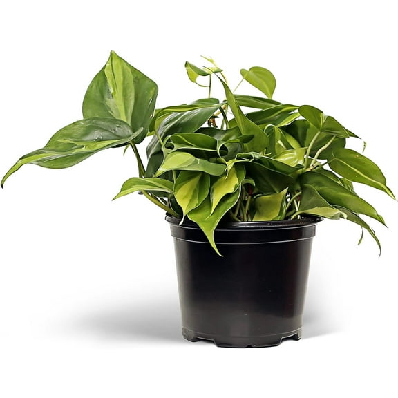 Live Brazilian Philodendron, Philodendron Scandens Brazil, Father's Day Gift, Gardener Gift, Evergreen Potted Houseplant, Trailing Indoor Plant, Housewarming Gift Plant in 6" Pot