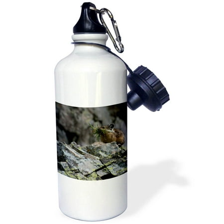 

3dRose Usa Colorado American Basin American Pika gathering grasses. - Water Bottle 21-ounce