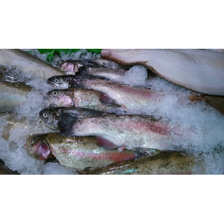 Canvas Print Seafood Fish Frozen Ice Trout Catch Raw Stretched Canvas 10 x
