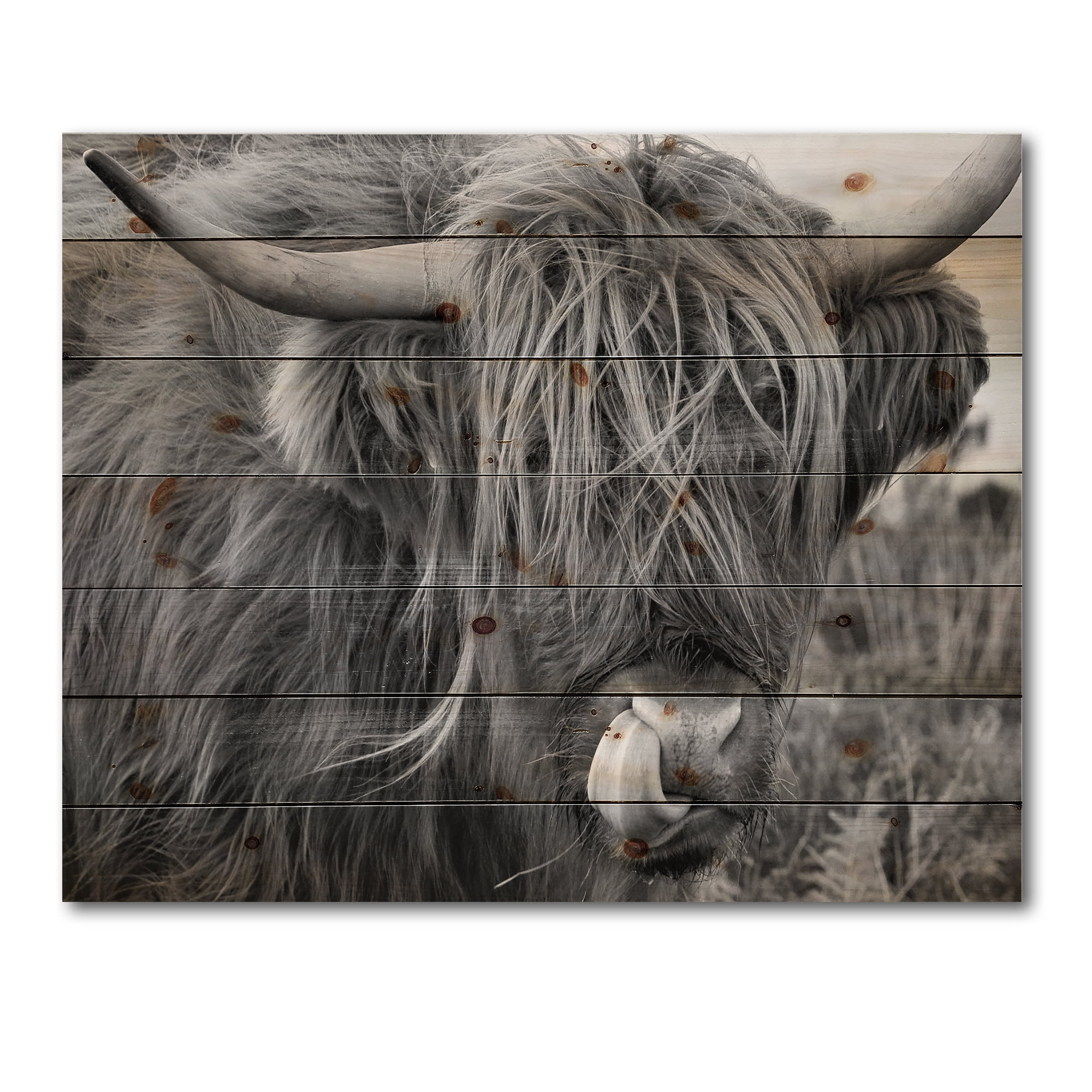 Designart 'Close Up Of Scottish Cow On Moorland II' Farmhouse Print on Natural Pine Wood