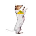 thumbnail image 3 of Pañuelo para Perro Pikkys Fantasy Ruz Brasil 10 con Franjas Talla Chica, 3 of 3