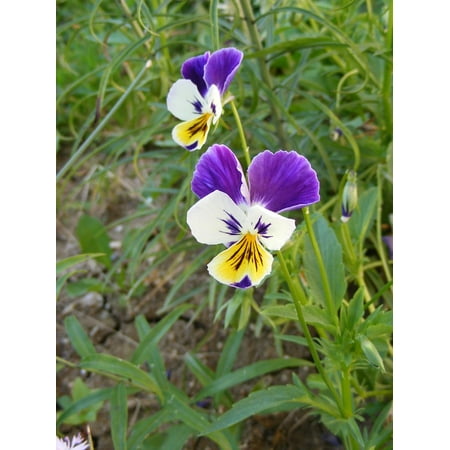 LAMINATED POSTER Multicolor Pansy Flowers Garden Violets Hybrid Poster Print 24 x