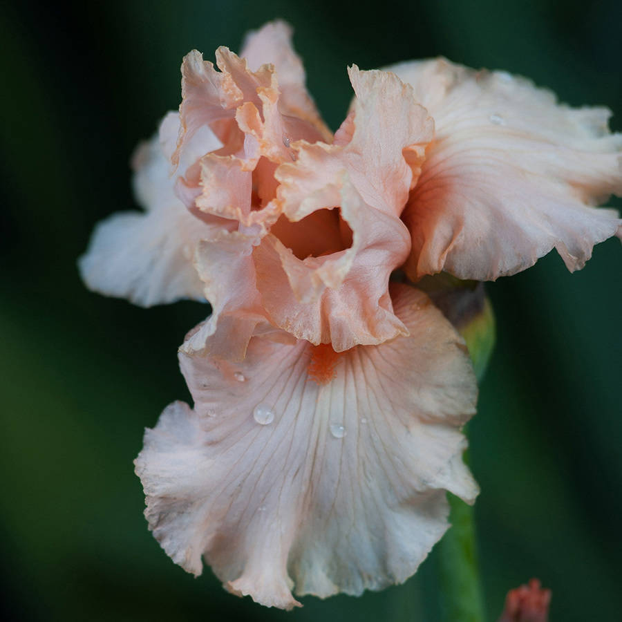 Van Zyverden Bearded Iris Pink Attraction Set of 3 Plant Roots Pink Part Sun