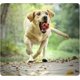 thumbnail image 4 of Dog Ball Toy, Dog Interactive Toy with Ring Bell Squeak Toys Dog Rubber Bouncy Ball Pet Exercise Game Puzzle Ball to Increase IQ Search & Catch Bite R, 4 of 4
