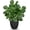 # Total Green, variant on 14.5" Artificial Indoor Decor, Potted Silk for Shelves Living Room Decorative, Small Artificial Office Desk in Pots, Faux Peperomia Hope Tropical House