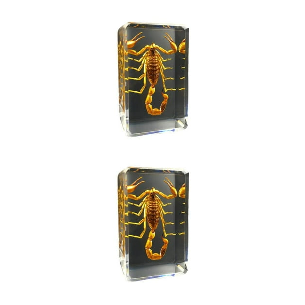 Wosthever Espécimen de insecto Real resistente y duradero con escorpión transparente, araña, avispa, escarabajo, escorpión amarillo Escorpión amarillo 2Conjunto