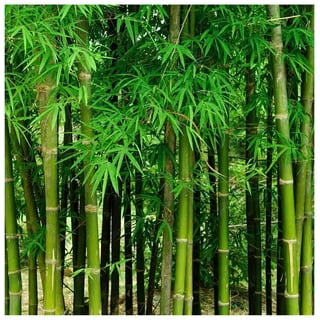 50+Giant Moso Bamboo Seeds Perennial evergreen Grows Edible Bamboo