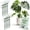 Monstera (Green), variant on Twigs Ga Stackable Plant Support Monstera Green 5 Pack 17"