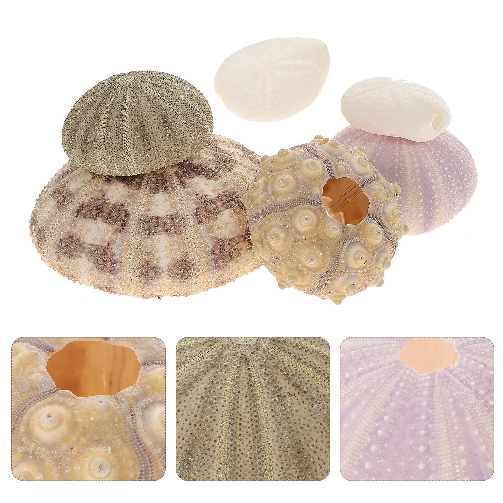 ULTNICE 6 Pcs Aquarium Decor Sea Urchin Shells Crafts Tillandsia Vase