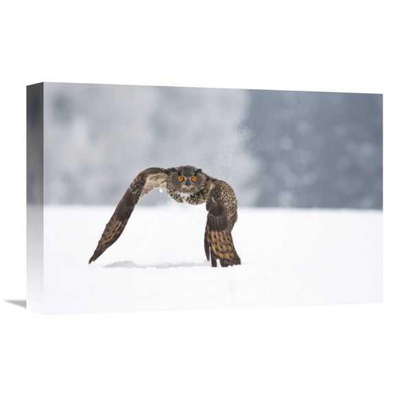 Global Gallery Milan Zygmunt,'Eurasian Eagle-Owl' Stretched Canvas Artwork